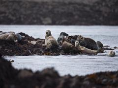 129 ILE DE MOLENE_000049
